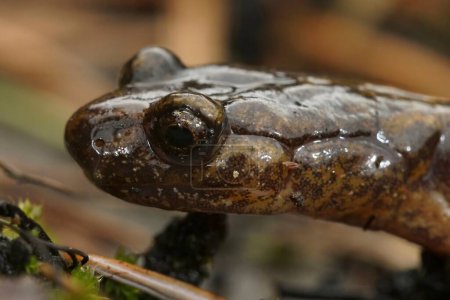 Natural facial closeup on a Northern Oregon Dunn's salamander, Plethodon dunni sitting on moss