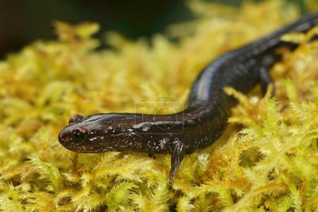 Primer plano natural de un adulto negro de la salamandra del Norte en peligro de extinción, Plethodon elongatus sentado sobre musgo verde en el norte de California