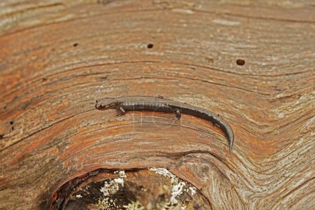 Primer plano natural sobre un adulto negro de la salamandra del Norte en peligro de extinción, Plethodon elongatus sentado sobre madera