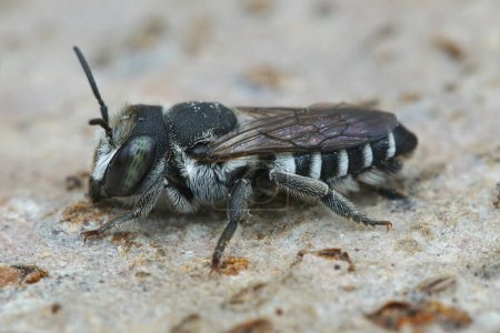 Detaillierte Nahaufnahme einer kleinen Mittelmeerbiene, Megachile apicalis, die auf Holz sitzt