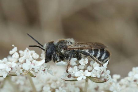 Natural closeup on a male White sectionned leafcutter bee, Megachile albisecta on a white wild carrot flower