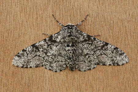 Natürliche Nahaufnahme der weiß gesprenkelten Form der gepfefferten Motte, Biston betularia, mit offenen Flügeln auf einem Stück Rinde.