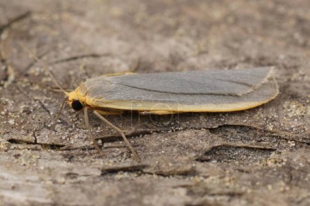 Natural closeup of a orange yellow, common footman moth, Eilema lurideola, sitting on wood .