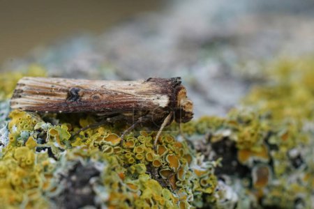 Detailed closeup on the flame owlet moth,Axylia putris, sitting on a piece of wood
