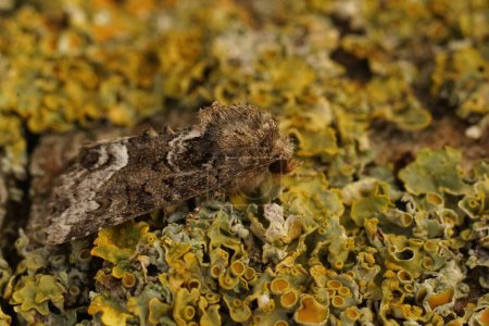 Natural closeup on the Marbled Minor owlet moth, Oligia strigilis sitting on wood