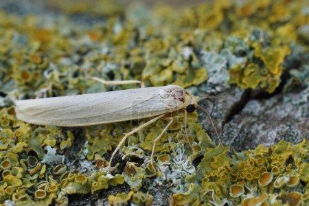Natural closeup of the hoary footman moth , Eilema caniola sitting on wood in the garden
