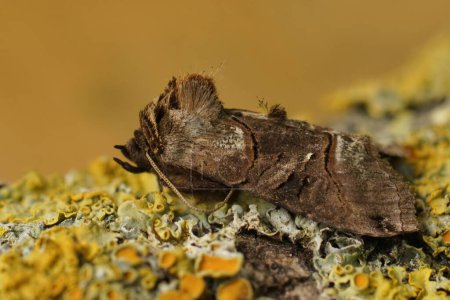 Natural closeup on the Spectable owlet moth, Abrostola tripartita sittting on lichen covered wood