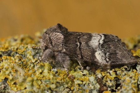 Detailed closeup on an oak marbled brown moth, Drymonia querna sitting on wood