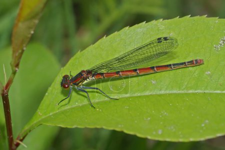 Natural closeup on a colorful European Large red damselfly, Pyrrhosoma nymphula, sitting on a leaf