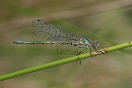 Natural closeup of a Emerald Spreadwing damselfly, Lestes dryas, perched against green blurred background