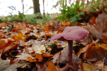 Gros plan naturel sur le petit améthyste coloré et comestible violet vif trompeur champignon, Laccaria améthystina sur le sol de la forêt