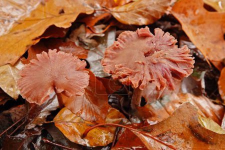 Natural closeup on two edible deceiver mushroom or , waxy laccaria laccata on the forest floor