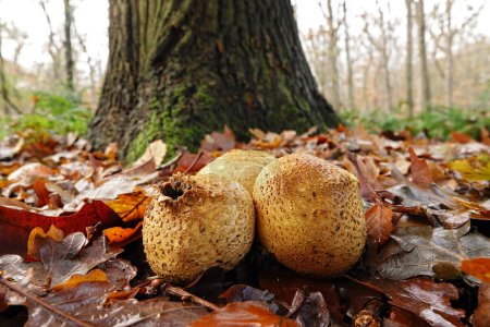 Natural closeup on the common earth ball mushroom, Scleroderma citrinum sitting on the forest floor