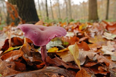 Gros plan naturel sur le petit améthyste coloré et comestible violet vif trompeur champignon, Laccaria améthystina sur le sol de la forêt