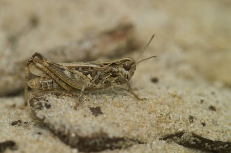 Nahaufnahme von der gefleckten Heuschrecke. Myrmeleotettix maculatus sitzt auf dem Boden
