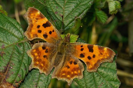 Farbenfrohe natürliche Nahaufnahme des Comma-Schmetterlings, Polygonia c-album, sitzend mit offenen Flügeln auf einem grünen Blatt im Feld