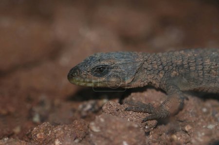 Detailed closeup on the Rhodesian or Zimbabwean girdled lizard , Cordylus rhodesianus in a terrarium