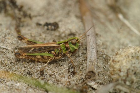 Closeup on the mottled grasshopper. Myrmeleotettix maculatus sitting on the ground