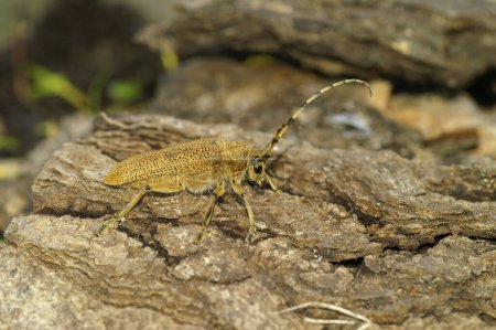 Detallada toma de cerca de un gran escarabajo de cuernos largos de álamo marrón claro, Saperda Carcharias sentado en madera