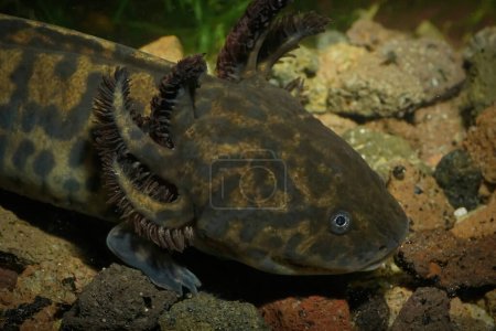 Closeup on the cvritically endangered Mexican neotenic Anderson's salamander,Ambystoma andersoni, underwater