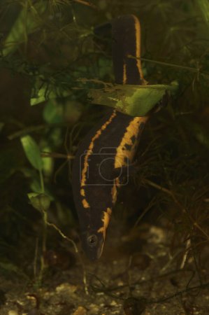 Photo for Natural Closeup on a gravid female Riu-Kiu sword-tailed newt, Cynops ensicauda ensicaudan, white depositing eggs - Royalty Free Image