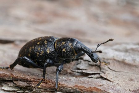 Natürliche Detailaufnahme auf einem großen dunklen Rüsselkäfer, Liparus germanus, sitzend auf Holz