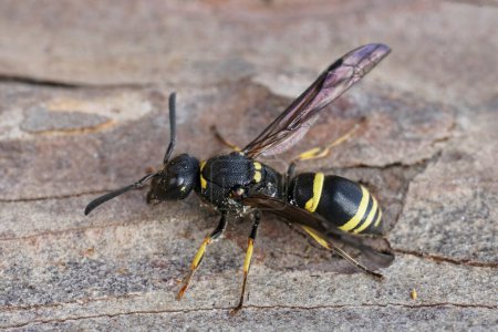 Detailed closeup on a yellow and black female potter wasp, Ancistrocerus , sitting on wood