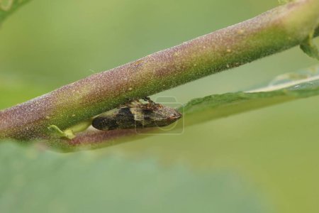 Detaillierte Nahaufnahme einer Spinnwanze der Europäischen Erle, Aphrophora alni, die an einem Zweig hängt