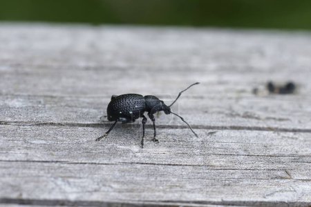 Primer plano detallado sobre un pequeño escarabajo negro, Otiorhynchus gemmatus sentado sobre madera