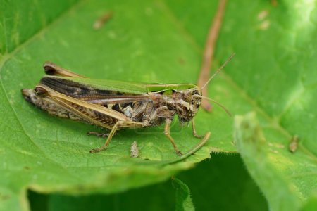 Detailed closeup on a European Common Green Grasshopper, Omocestus viridulus sitting on a green leaf