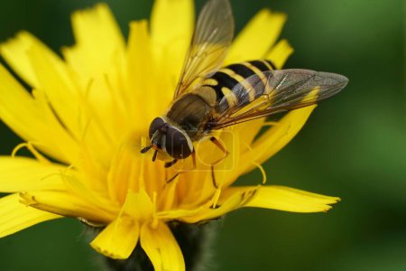 Gros plan naturel sur l'hoverfly à bandes, Syrphus ribesii assis sur une fleur jaune