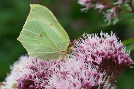 Natural closeup on a yellow male Brimstone butterfly, Gonepteryx rhamni sipping nectar from a pink Eupatorium cannabinum, hemp-agrimony, flower