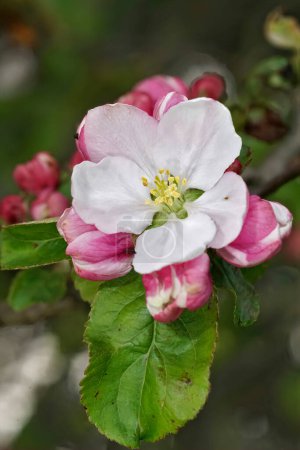Foto de Natural vertical de cerca en la flor blanca a rosa del cangrejo europeo o manzana del bosque, Malus sylvestris - Imagen libre de derechos