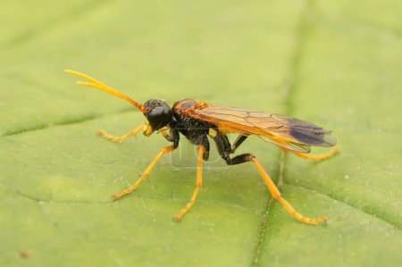 Natural closeup on the black and orange colored sawfly,Tenthredo campestris, sitting on a green leaf