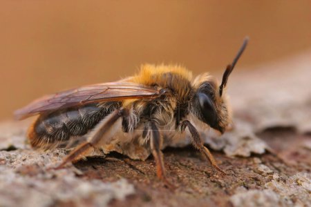Natural detailed closeup on a male Orange tailed mining bee, Andrena haemorrhoa, sitting on wood