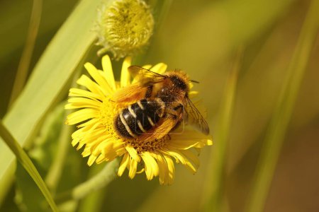 Natürliche Nahaufnahme einer flauschigen weiblichen Pantaloon-Biene, Dasypoda hirtipes, die auf einer gelben Blume sitzt