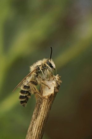 Primer plano natural en un marrón claro esponjoso macho abeja Pantaloon, Dasypoda hirtipes, sentado una ramita