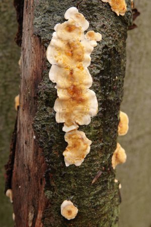 Primeros planos verticales detallados sobre una cola de pavo falsa o un hongo de corteza de cortina peluda, estéreo hirsutum creciendo en un tronco