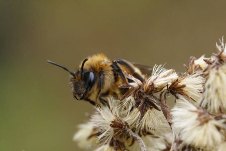 Natural closeup on a female of the rare and early flying Large Sallow, Mining Bee , Anderna apicata sitting on vegetation