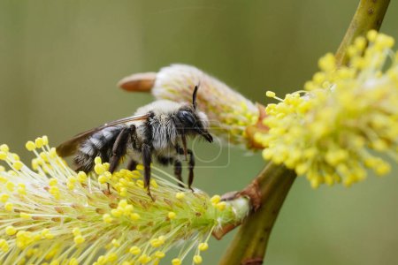 Gros plan coloré naturel sur une abeille minière femelle à dos gris, Andrena vaga assise sur du pollen jaune de saule, Salix caprea
