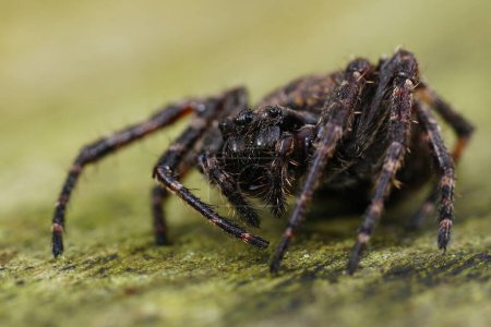 Gros plan détaillé sur l'araignée orbe-tisserand noyer poilu foncé, Nuctenea umbratica assise sur du bois