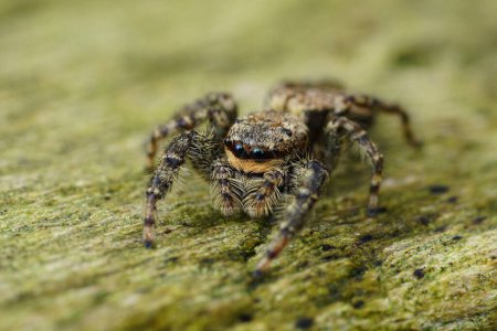 Gros plan naturel sur une petite araignée sauteuse European Fencepost, Marpissa muscosa assise sur du bois