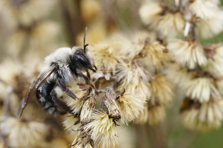 Gros plan naturel sur une abeille mineuse femelle à dos gris, Andrena vaga, infectée par un parasite de l'eau stylops, assise dans une végétation séchée