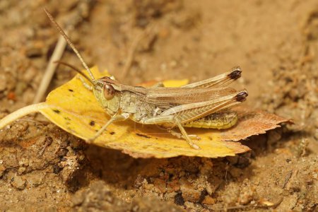 Natural closeup on the common or meadow grasshopper, Pseudochorthippus parallelus sitting on a fallen leaf
