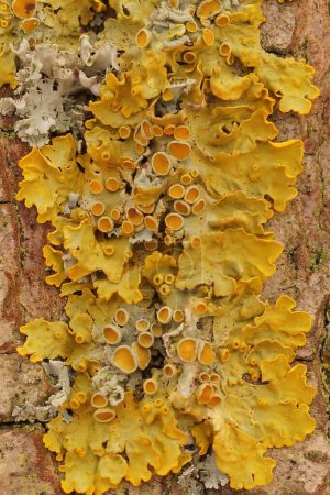 Natural vertical detailed closeup on a yellow scale or maritime sunburst lichen, Xanthoria parietana