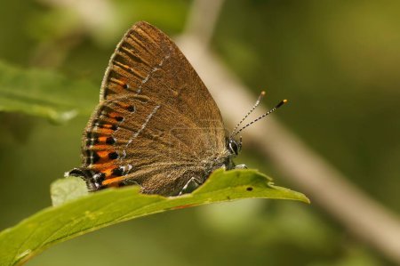 Gros plan naturel sur le petit papillon noir coloré Satyrium pruni assis avec les ailes fermées