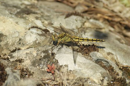 Detailed closeup on a female keeled skimmer dragonfly, Orthetrum coerulescens, sitting on a stone