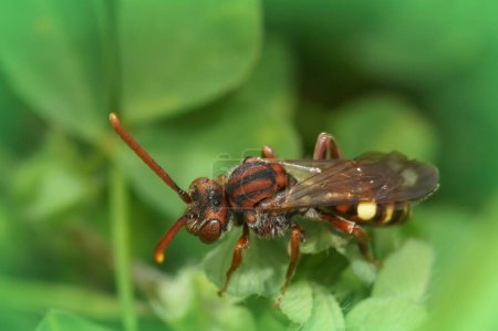 Natural closeup on a beautiful red female Panzer's Nomada bee, Nomada panzeri sitting on a green leaf