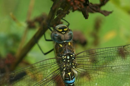 Primer plano natural en una colorida libélula Hawker migrante azul Aeshna mixta, colgando en la vegetación