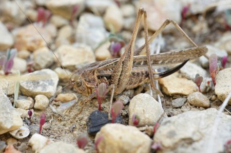 Natural closeup on a brown Mediterranean long-horned grasshopper, Platycleis sabulosa sitting on a twig